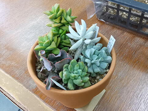 多肉植物の寄せ植え体験（小諸市）が開催されました